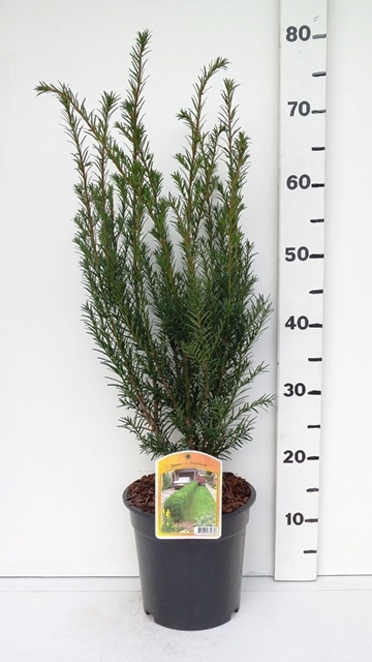 Taxus media 'Groenland' - C3 50-60 CM